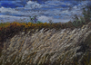 grasses in the breeze